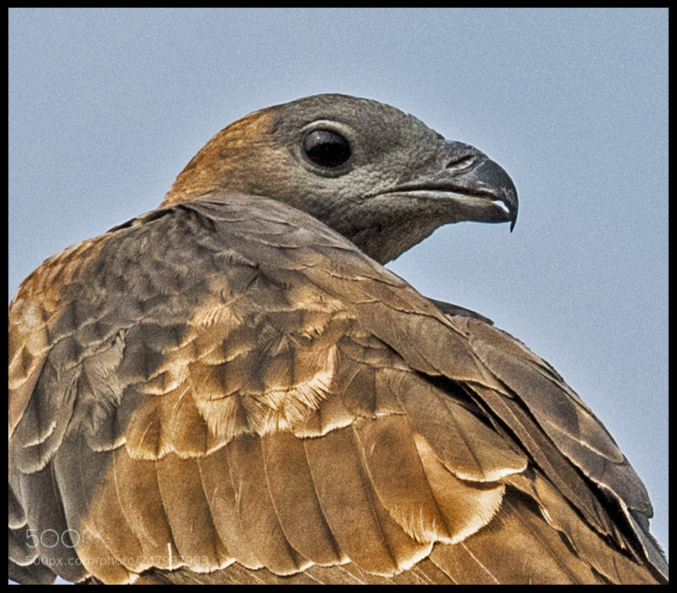 Nikon D810 sample photo. Wild photography