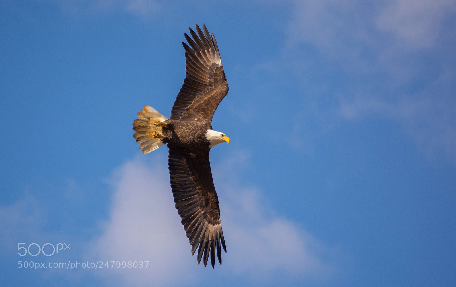 Nikon D5200 sample photo. Soaring bald eagle photography