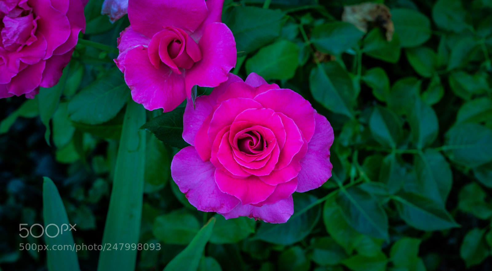 Nikon D3100 sample photo. Untitled photography