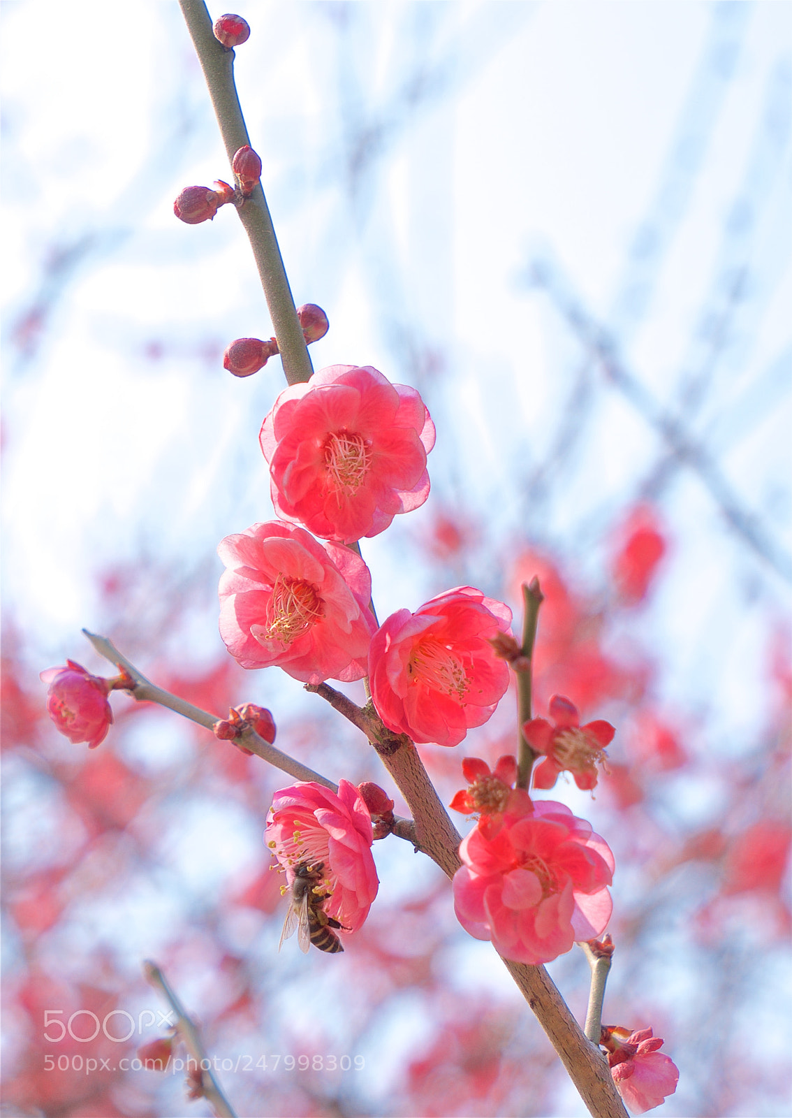 Sony a7 sample photo. Chimonanthus and bee photography