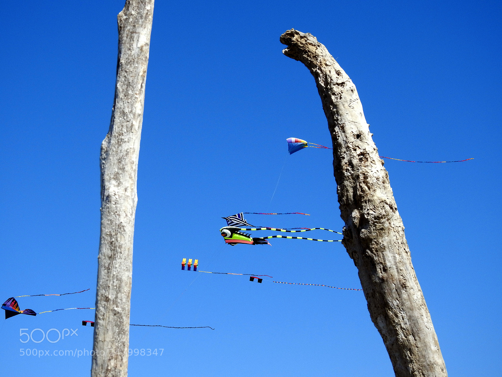 Nikon Coolpix P900 sample photo. Kites photography