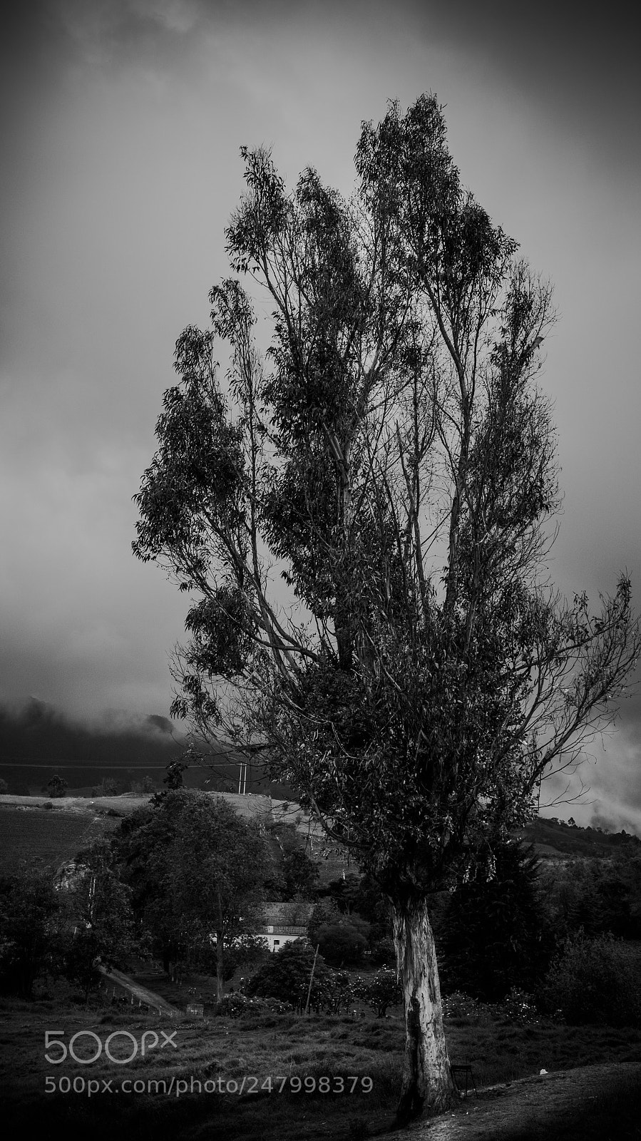 Sony Alpha NEX-5R sample photo. Hanging tree photography