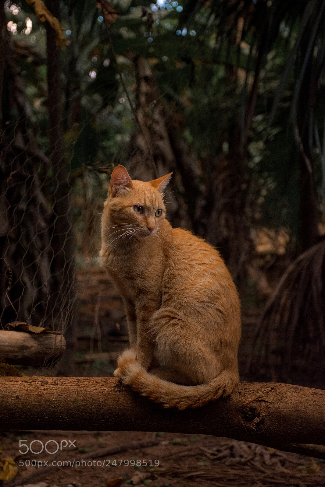 Nikon D7200 sample photo. Gorgeous cat photography