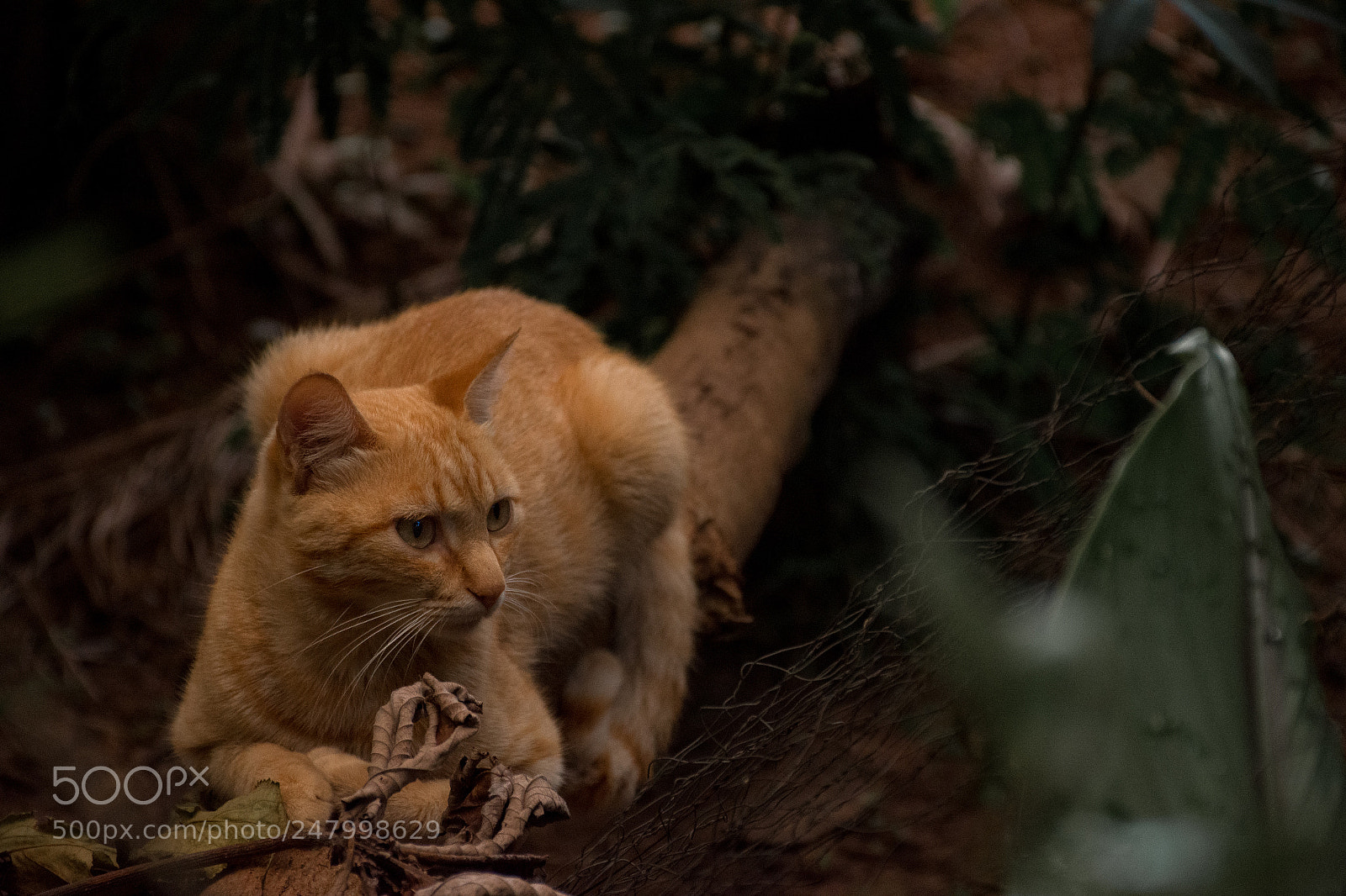 Nikon D7200 sample photo. Lying cat photography