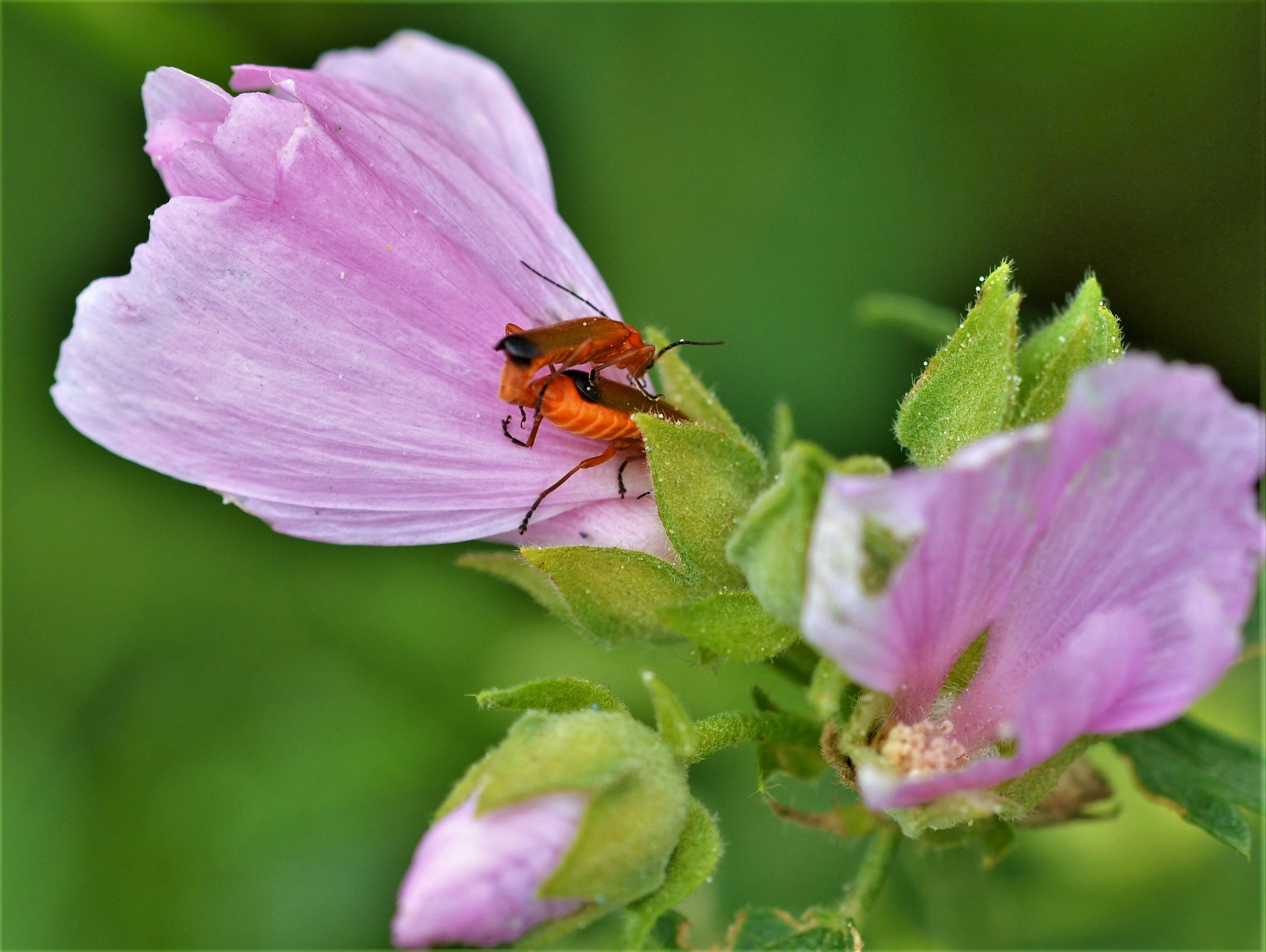 Sigma 105mm F2.8 EX DG OS HSM sample photo. Liebes blüte photography