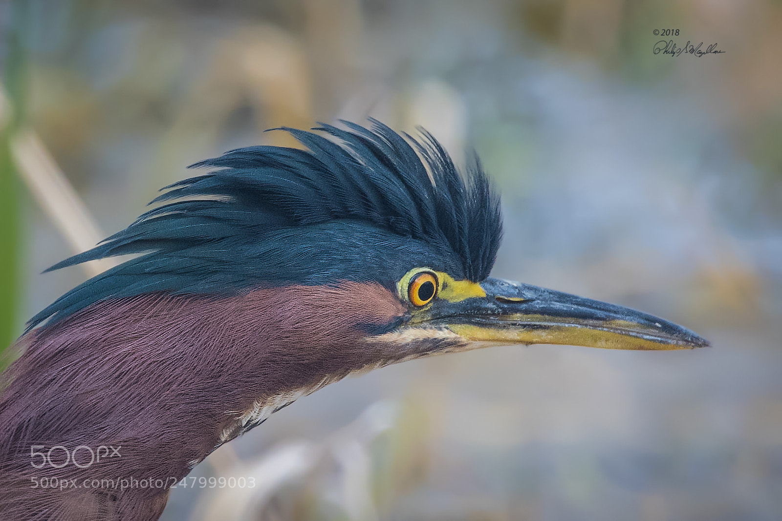 Nikon D500 sample photo. Green heron close photography