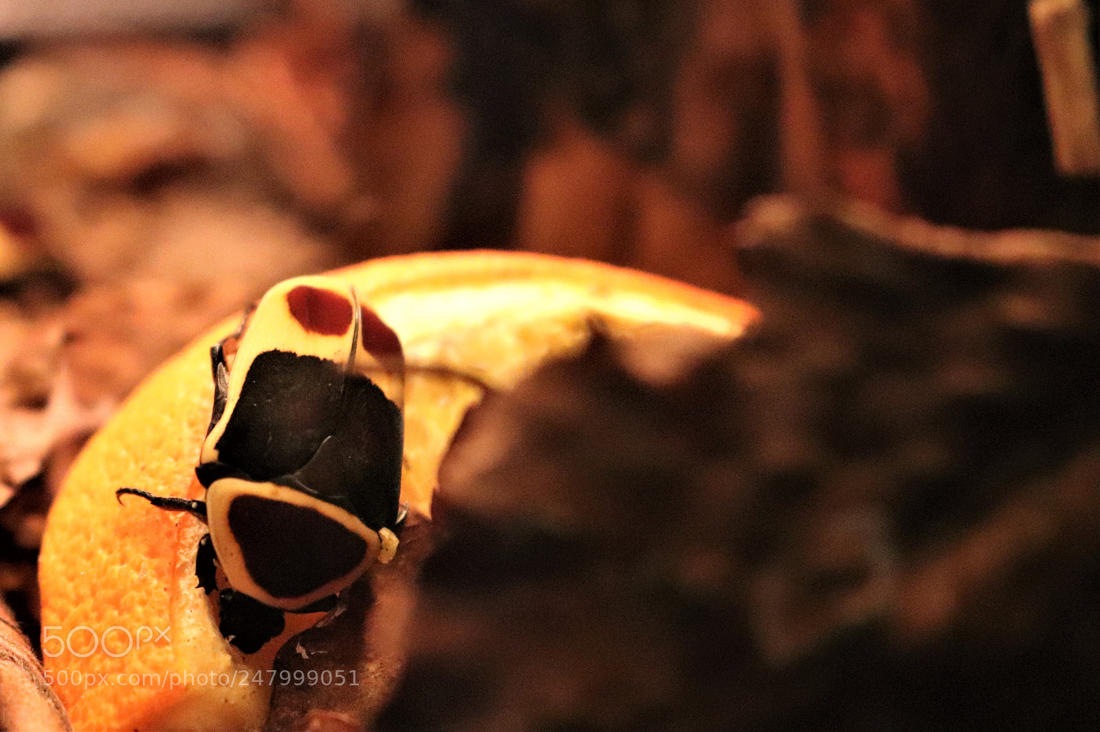 Canon EOS 200D (EOS Rebel SL2 / EOS Kiss X9) sample photo. Jpg beetle photography