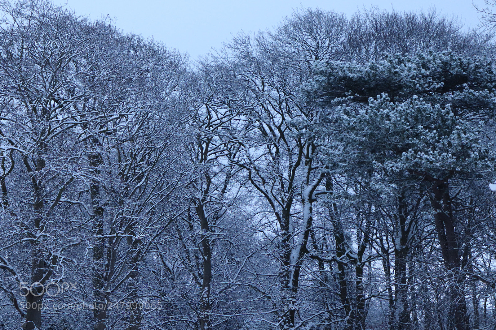 Canon EOS 200D (EOS Rebel SL2 / EOS Kiss X9) sample photo. Snow and trees photography