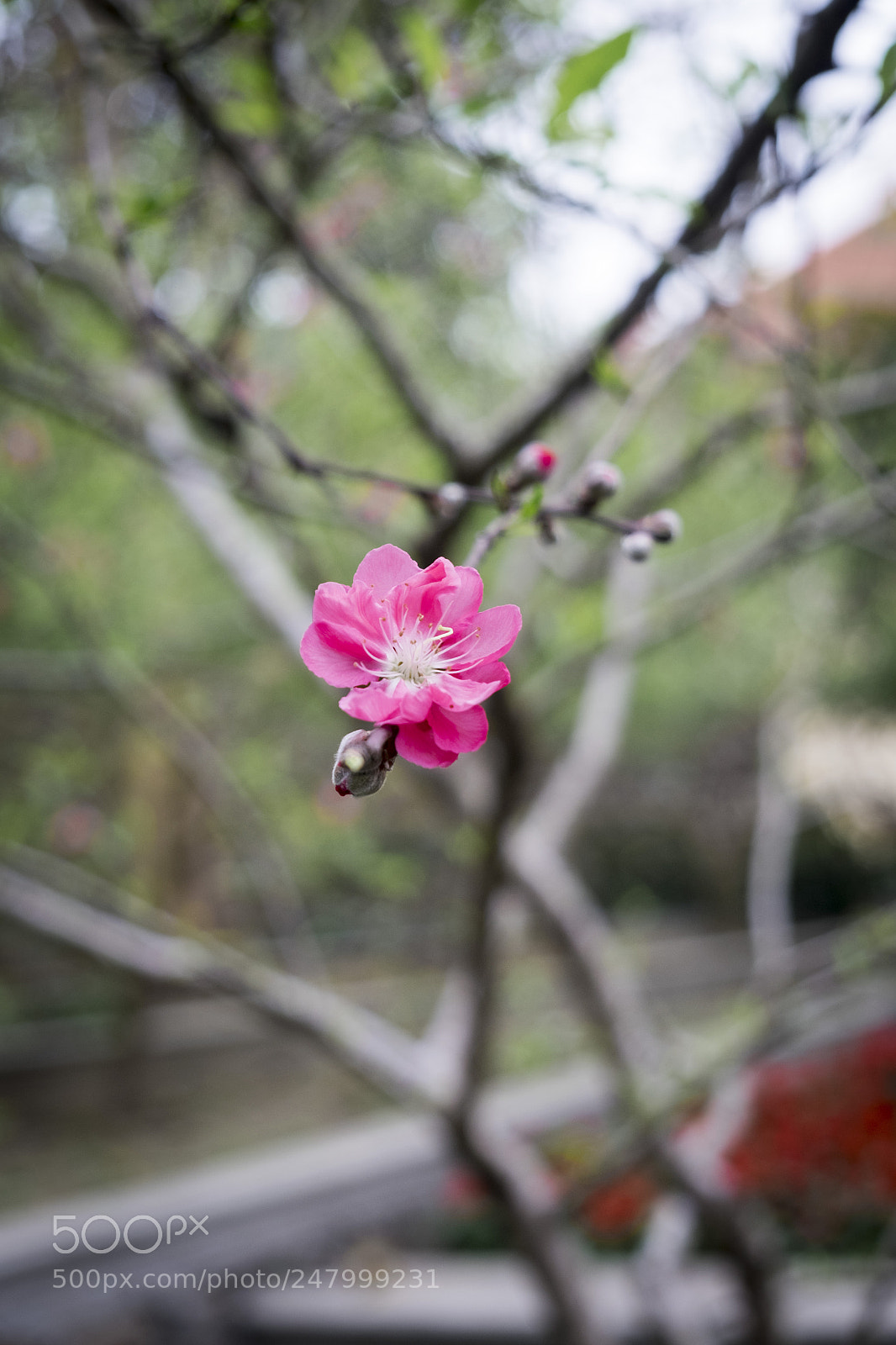 Fujifilm X-T10 sample photo. Peach flower - flower photography