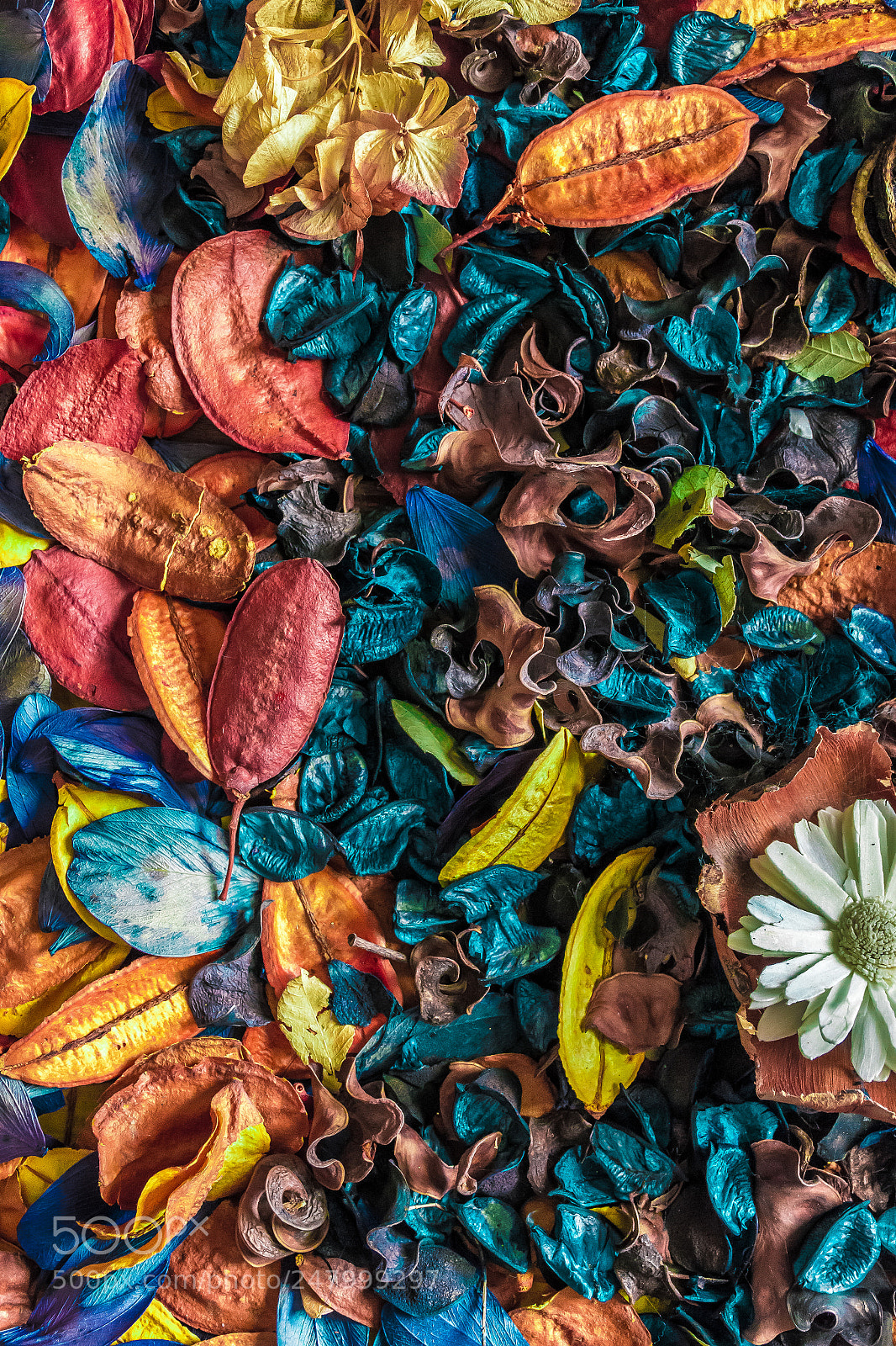 Nikon D7200 sample photo. Colorful dried flowers photography