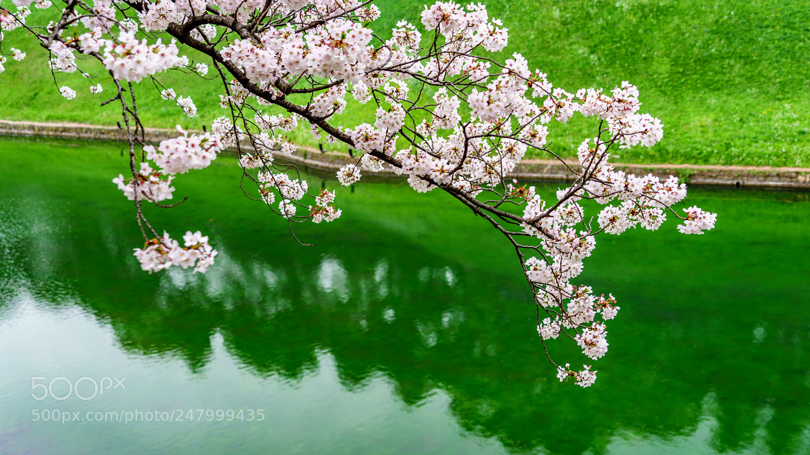 Sony a7 II sample photo. Spring is here photography