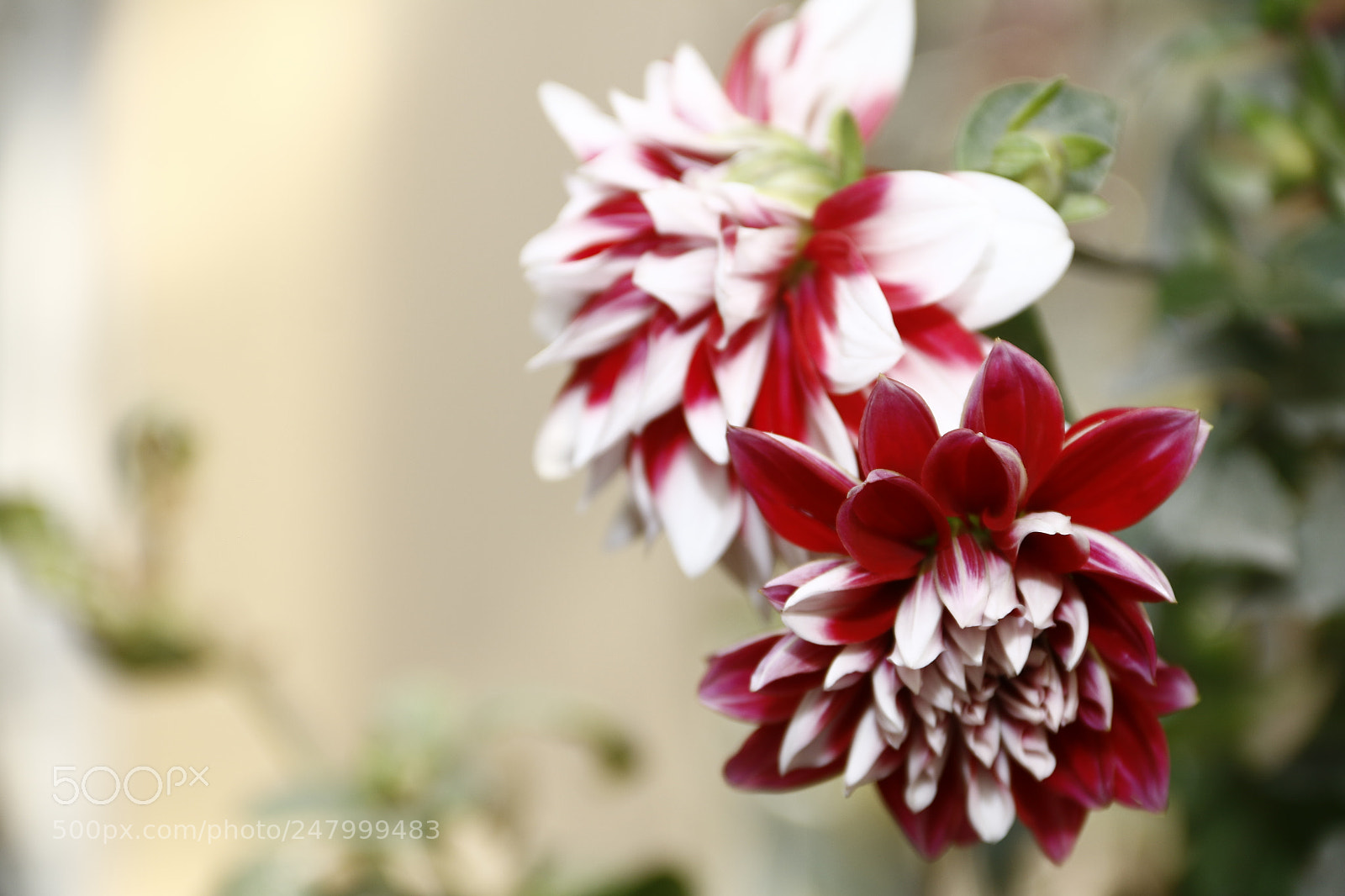 Canon EF-S 18-135mm F3.5-5.6 IS sample photo. Mg photography