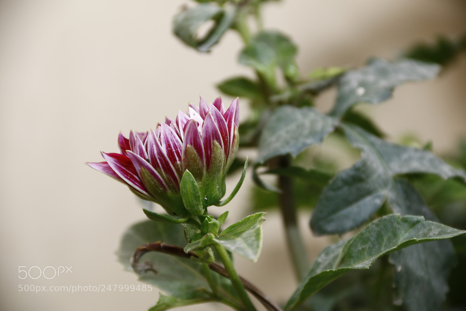 Canon EF-S 18-135mm F3.5-5.6 IS sample photo. Mg photography