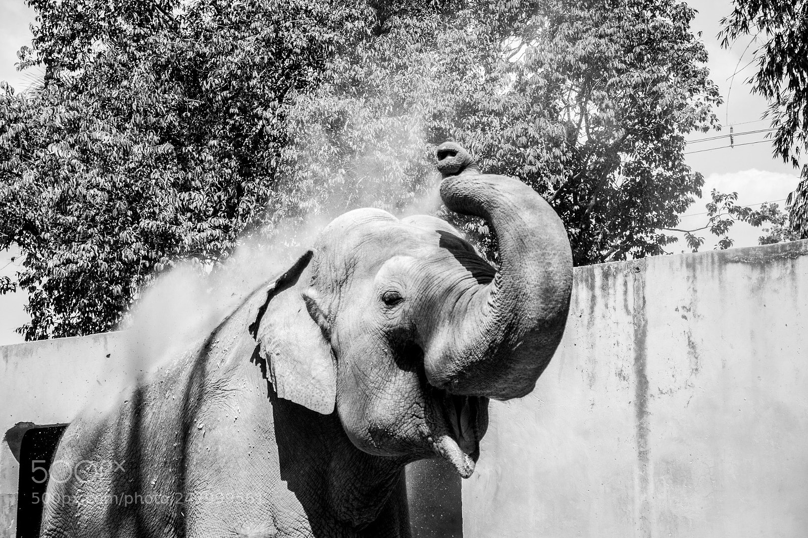 Nikon D7200 sample photo. Happy elephant photography