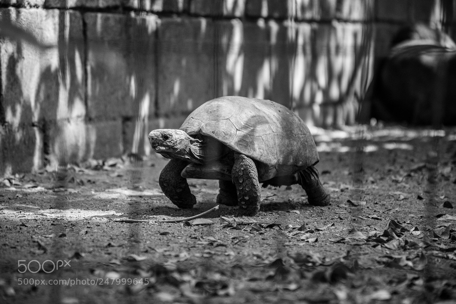Nikon D7200 sample photo. Old turtle photography