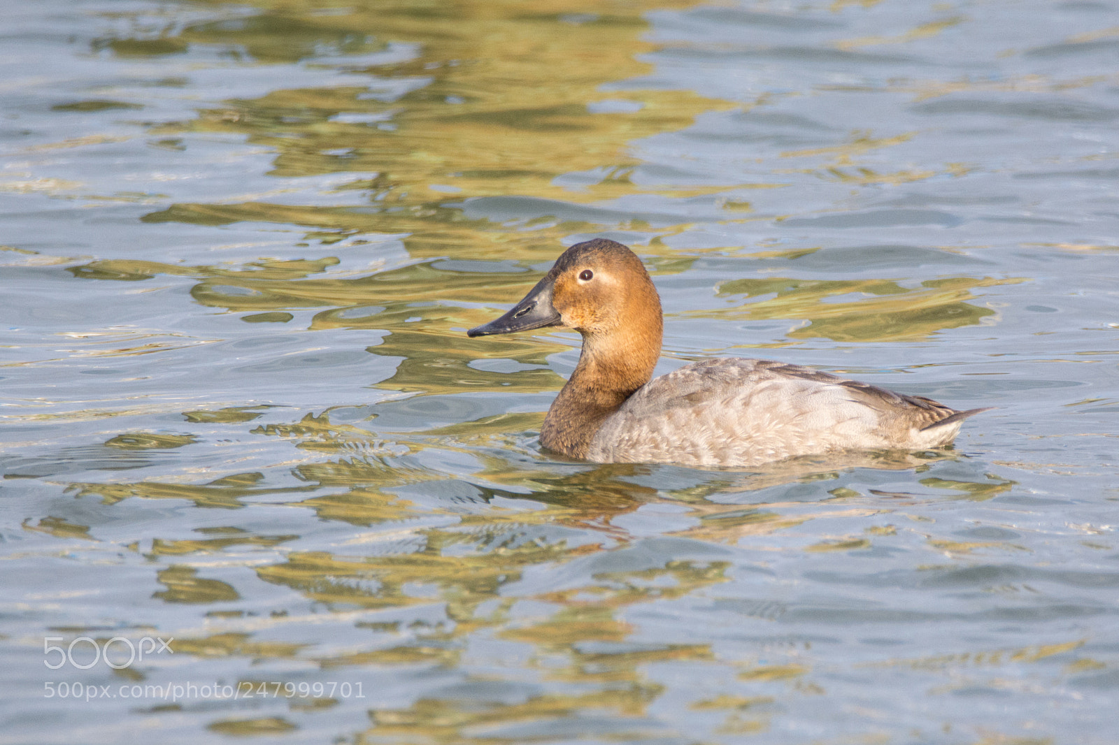 Nikon D5200 sample photo. Female redhead in chesapeake photography