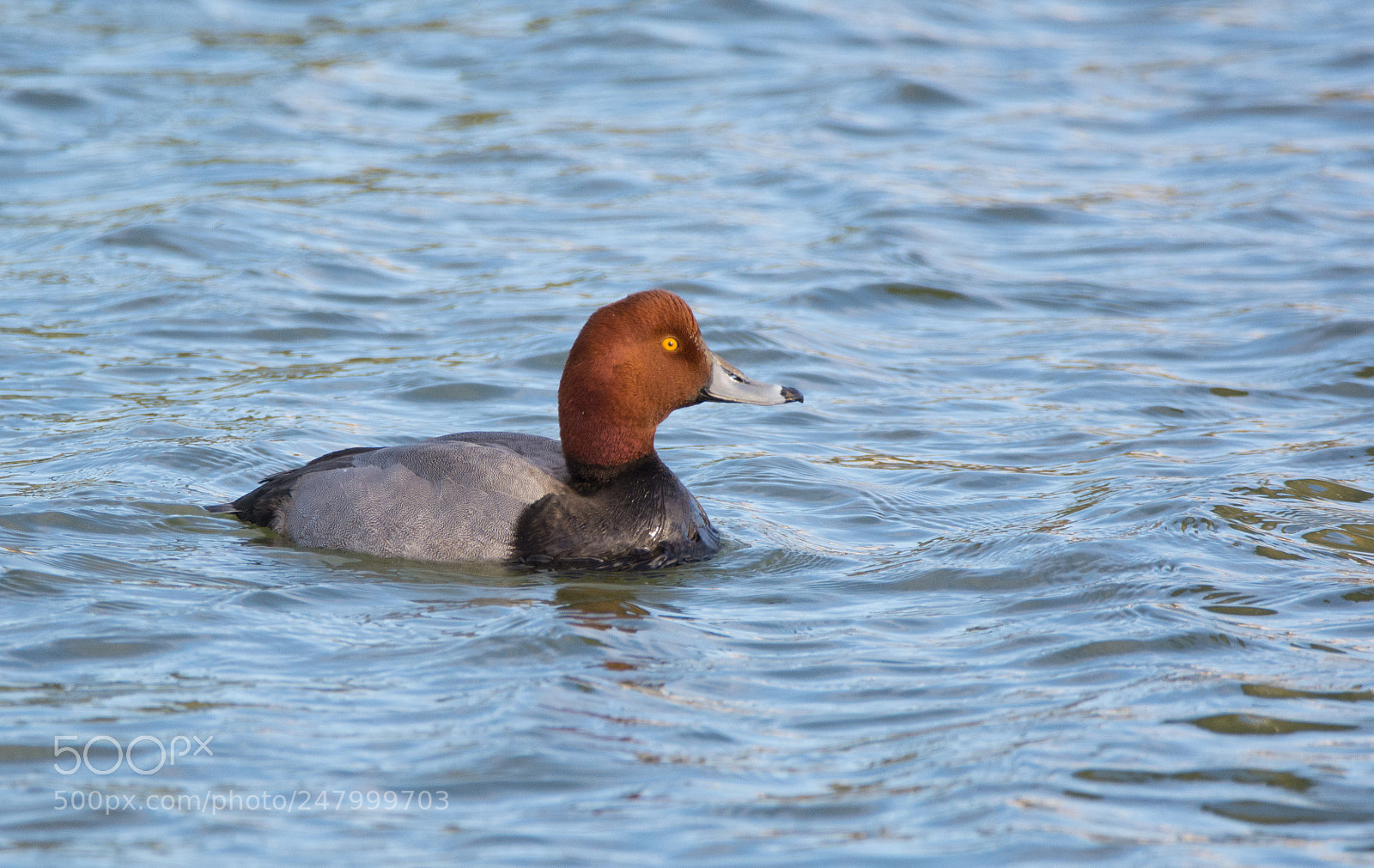 Nikon D5200 sample photo. Male redhead in chesapeake photography
