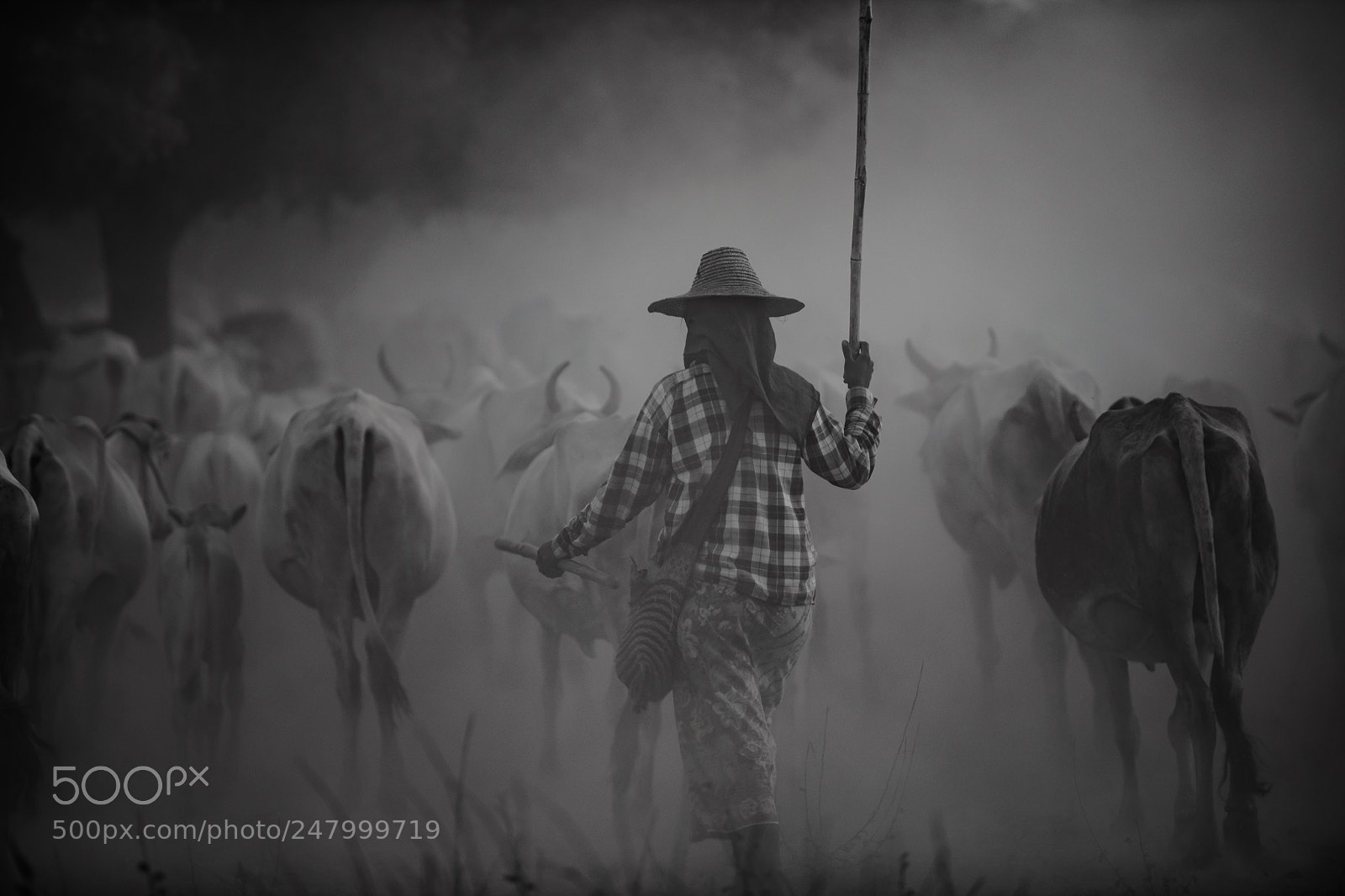 Nikon D850 sample photo. Cattle droving photography