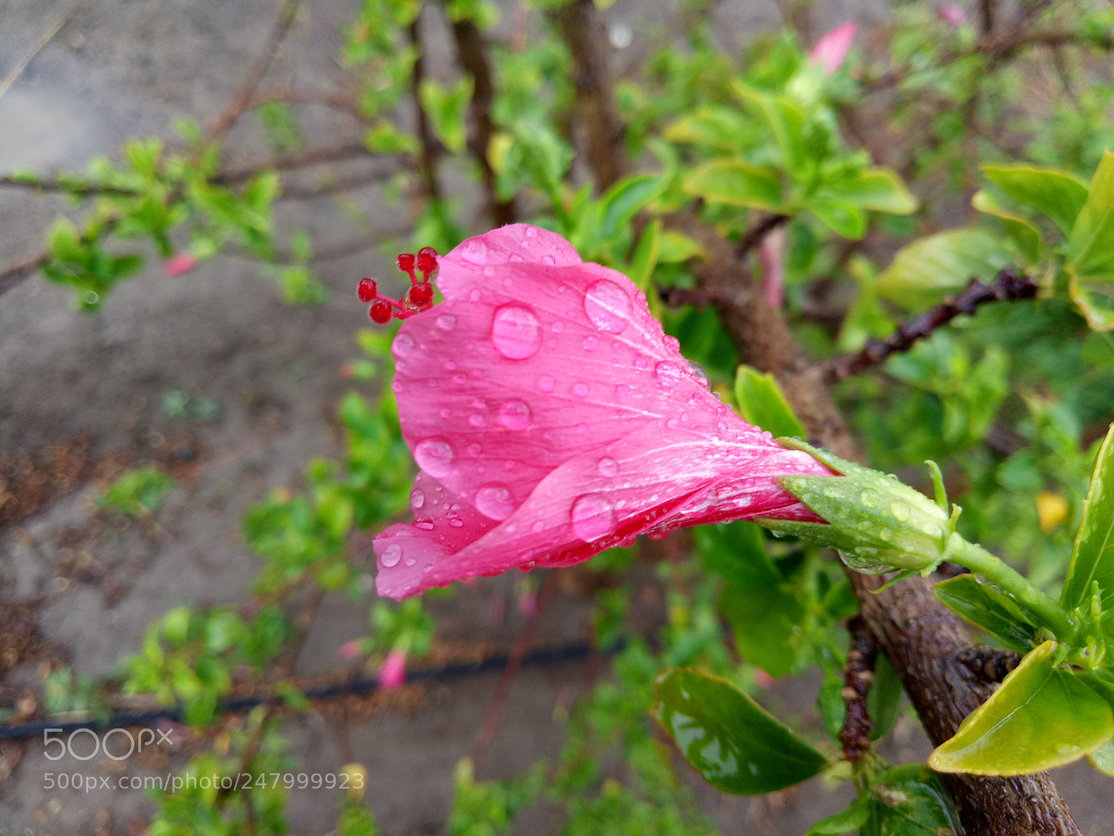 OPPO A1601 sample photo. Untitled photography