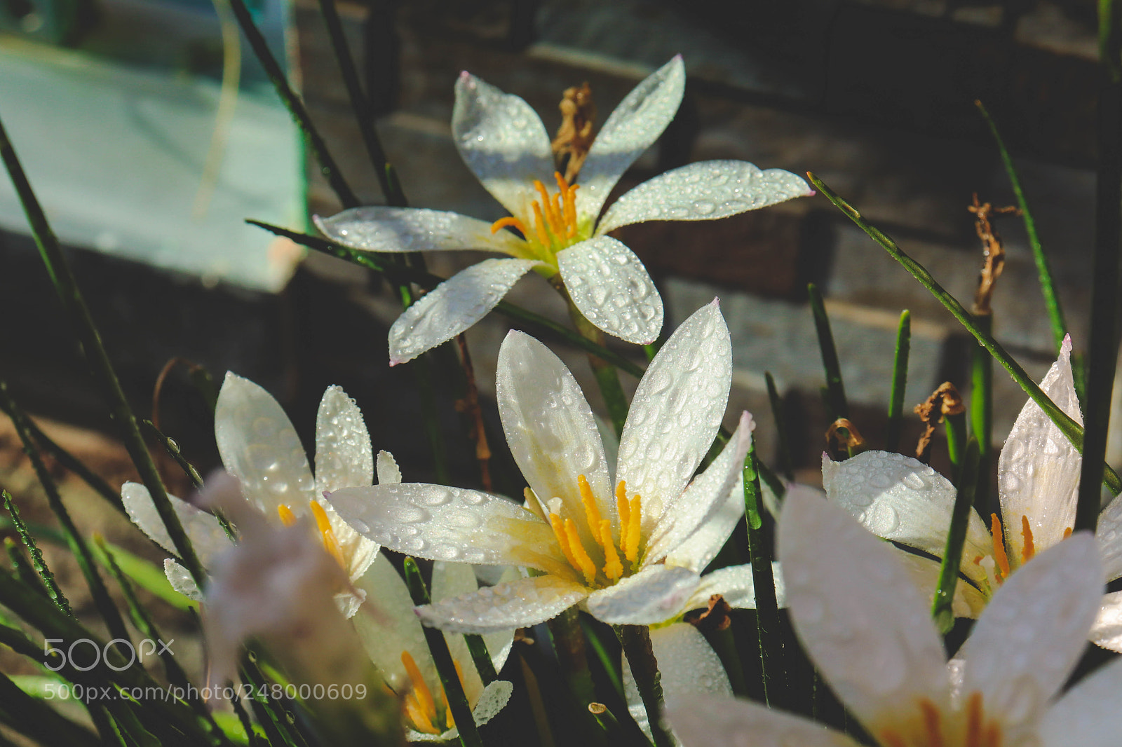 Canon EOS 800D (EOS Rebel T7i / EOS Kiss X9i) sample photo. Flor photography
