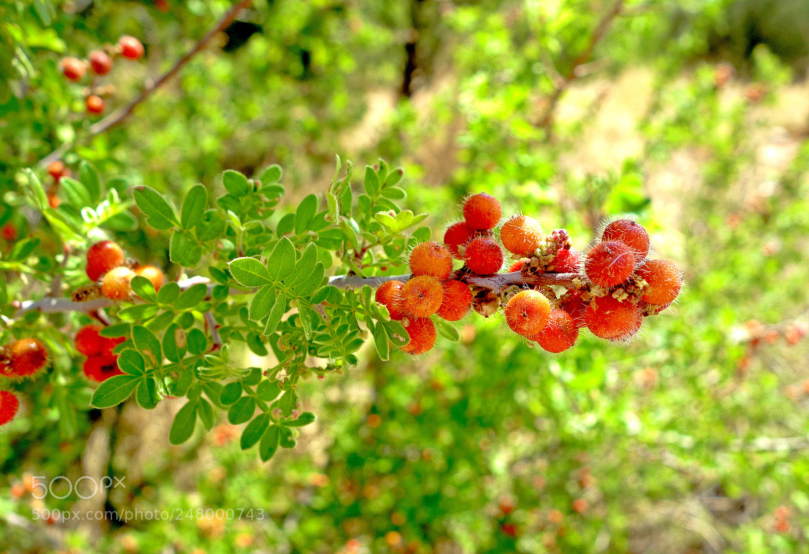 Sony Cyber-shot DSC-RX100 sample photo. Desert orange photography