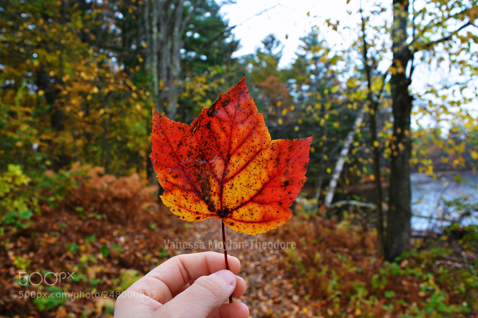Nikon D5200 sample photo. Taylor mills photography