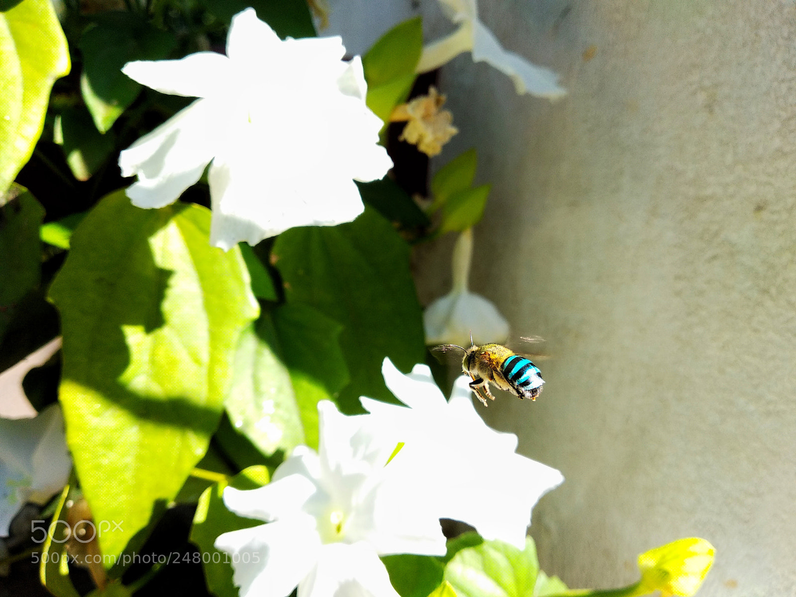 Xiaomi Mi A1 sample photo. Amegilla cingulata blue banded photography