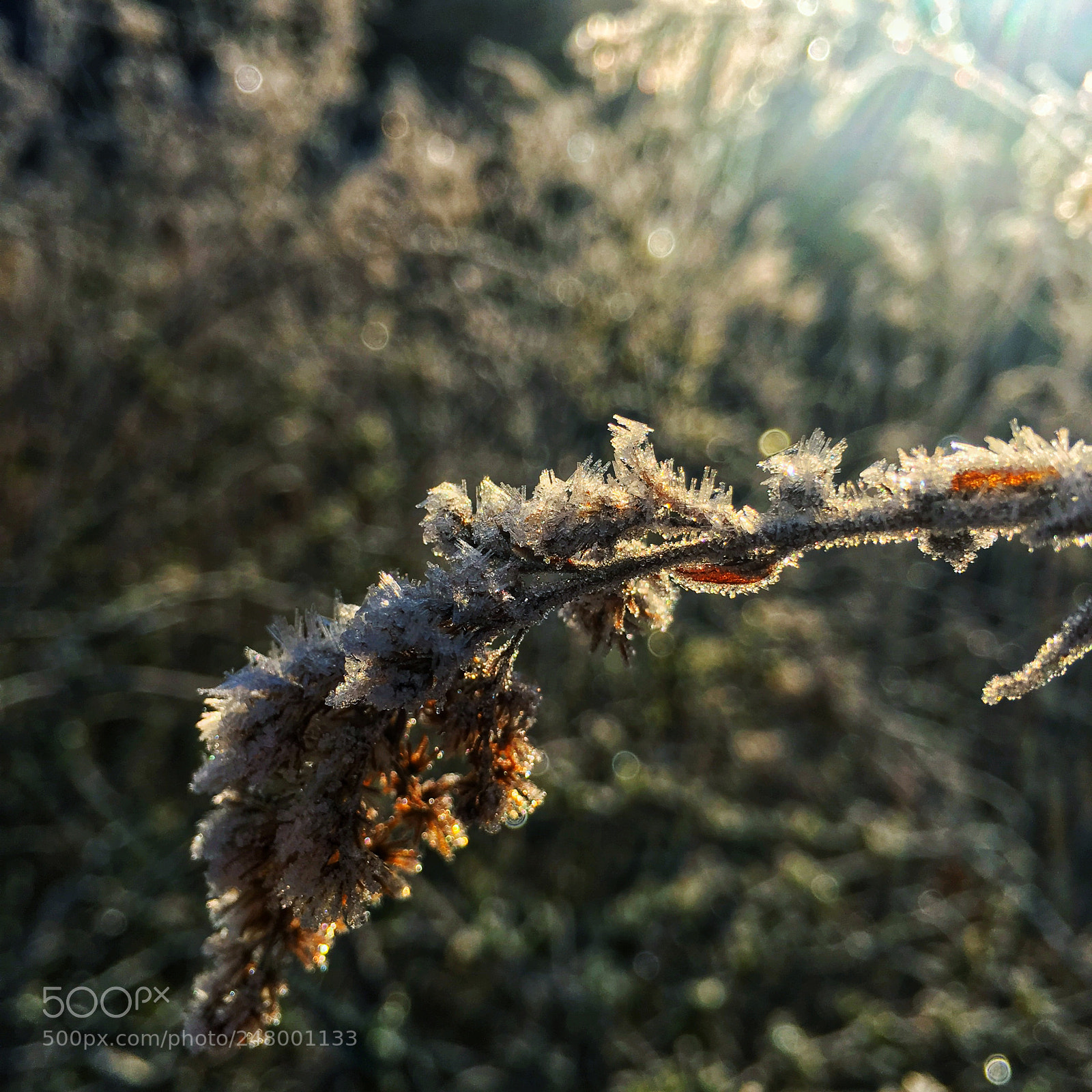 Apple iPhone 6s Plus sample photo. A frosty morning photography