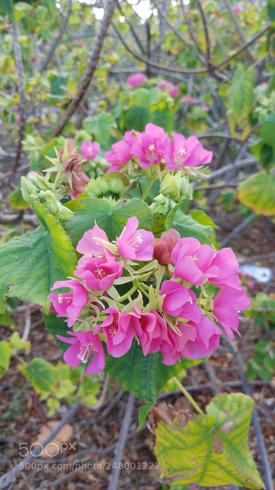 Samsung Galaxy S7 sample photo. Smile photography