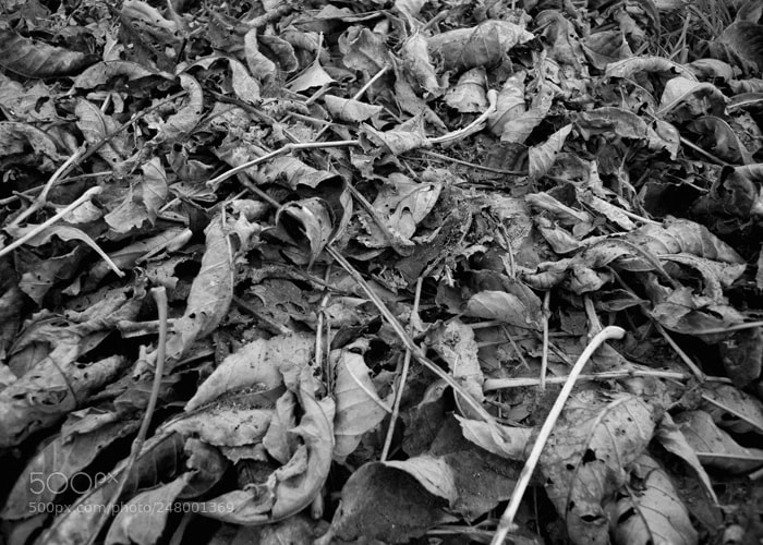 Nikon 1 V1 sample photo. Plants photography