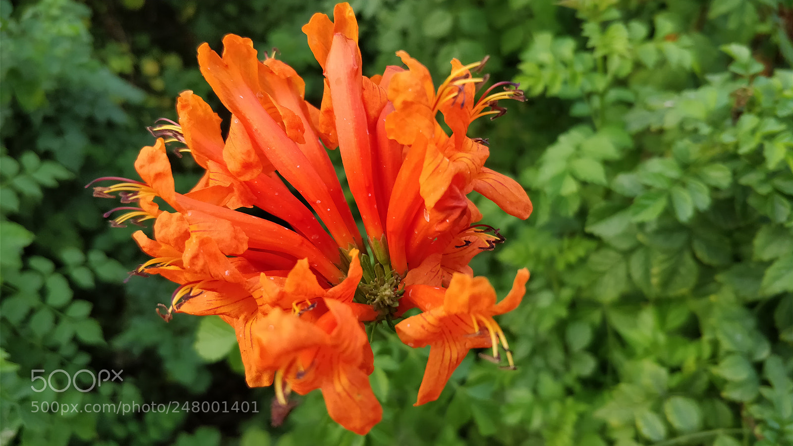 OnePlus 5 sample photo. Guernsey lily photography