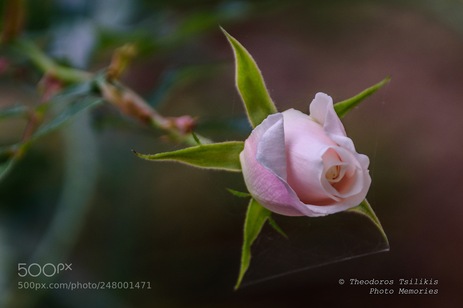 Nikon D7200 sample photo. Rose bud photography