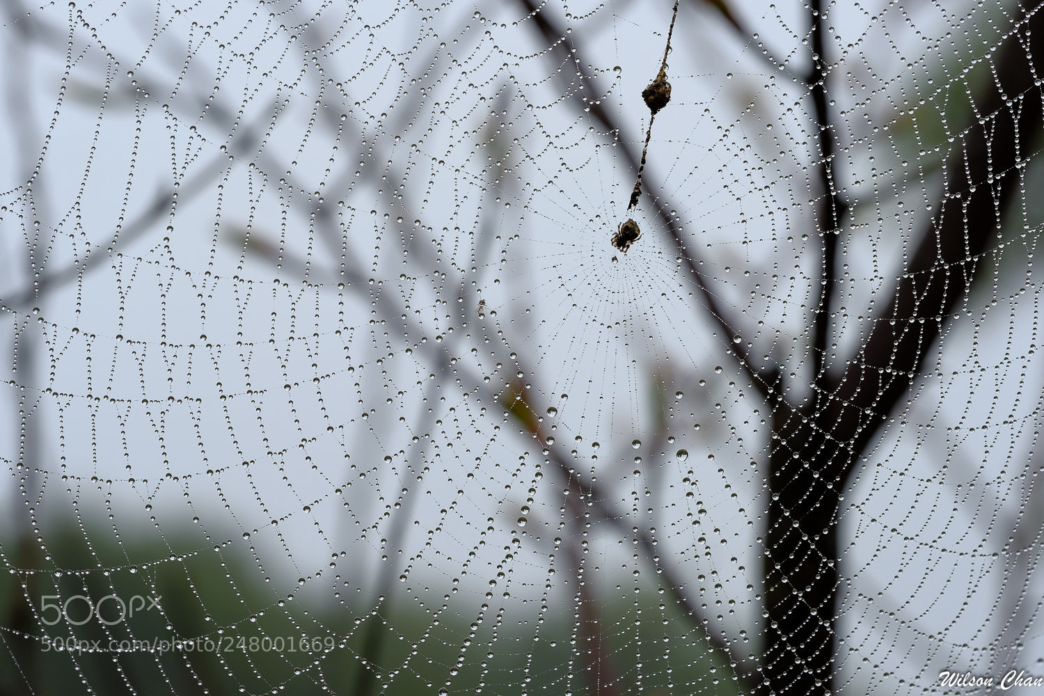 Fujifilm X-T2 sample photo. Webs photography