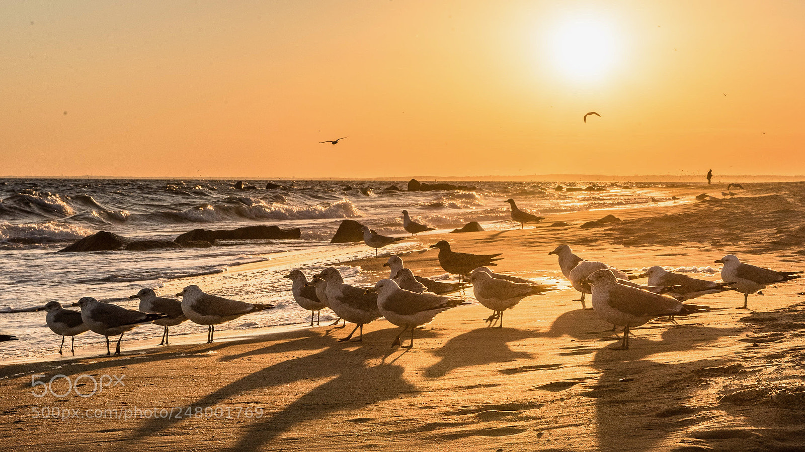Nikon D810 sample photo. Seagulls enjoying the sunset photography