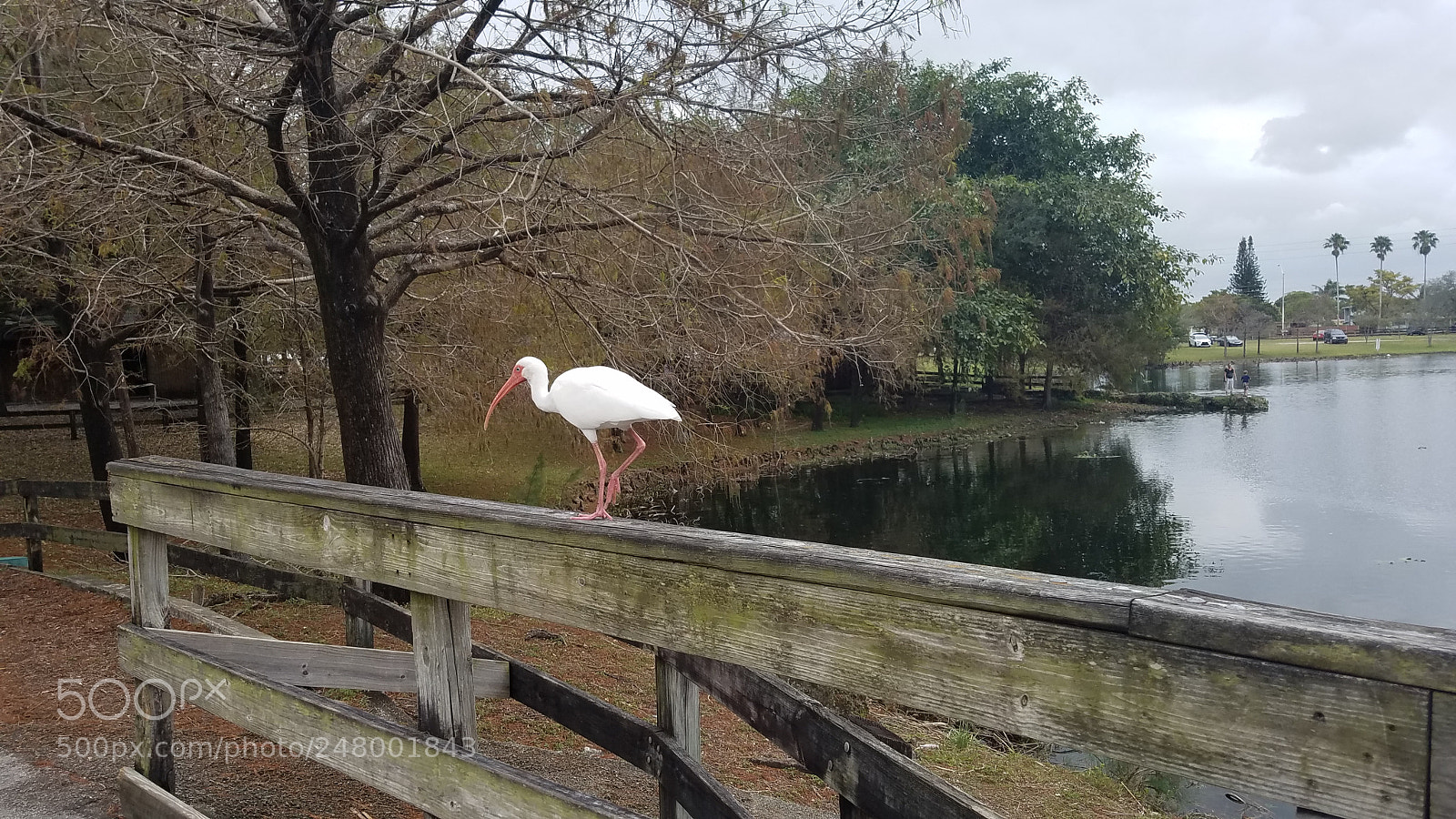 Samsung Galaxy S7 sample photo. Walking photography