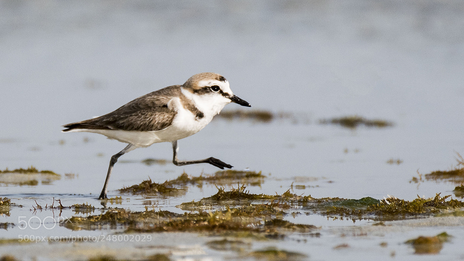 Nikon D500 sample photo. Kentish plover photography