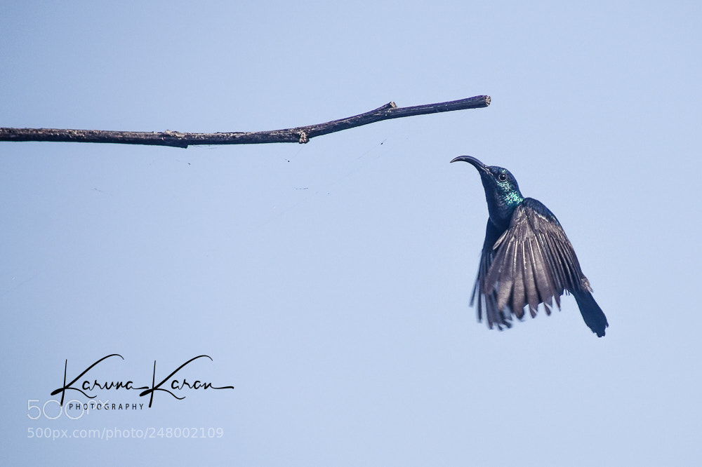 Sony a99 II sample photo. Purple sunbird !! photography