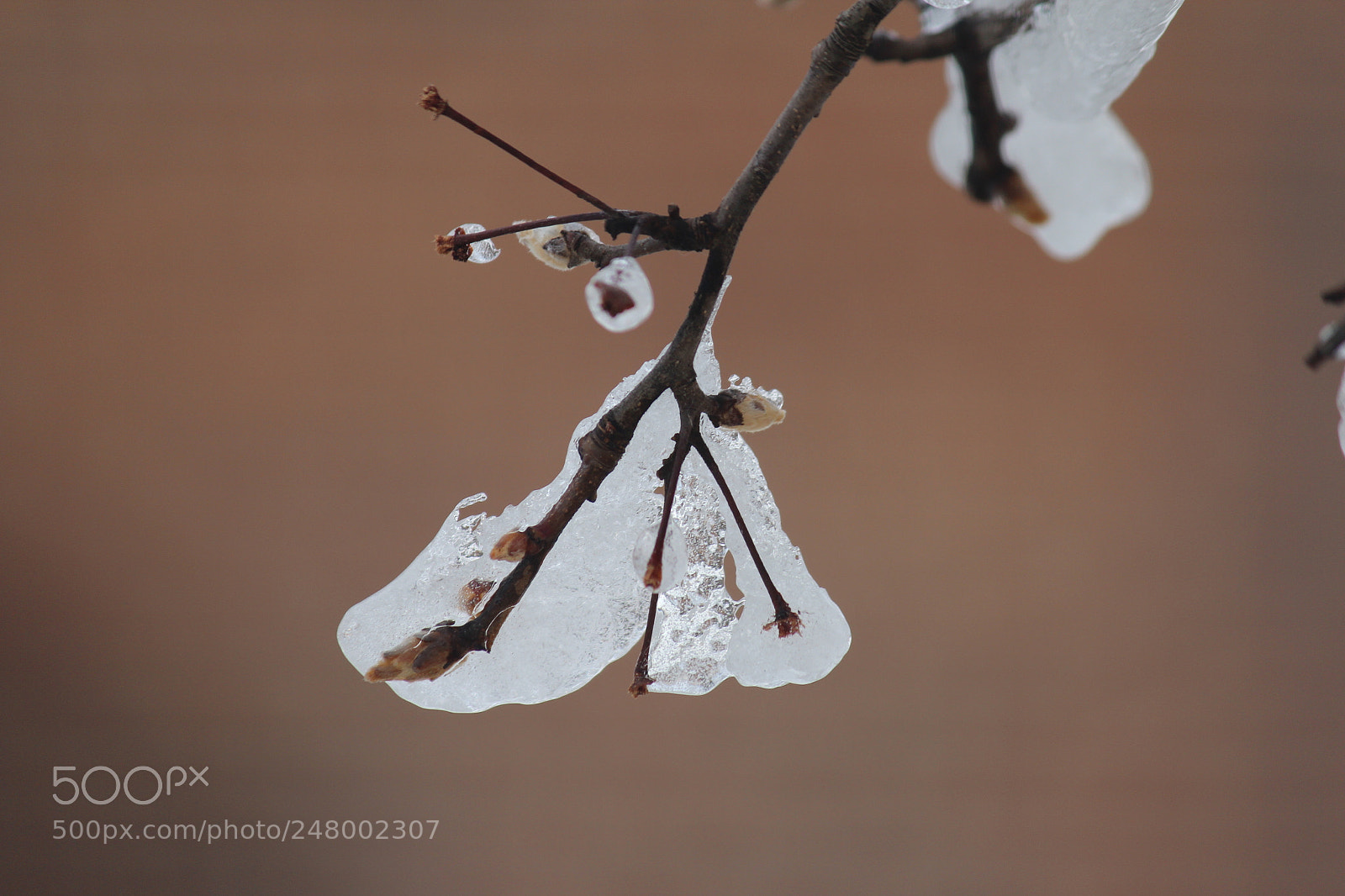 Canon EF-S 55-250mm F4-5.6 IS II sample photo. Clinging tight photography