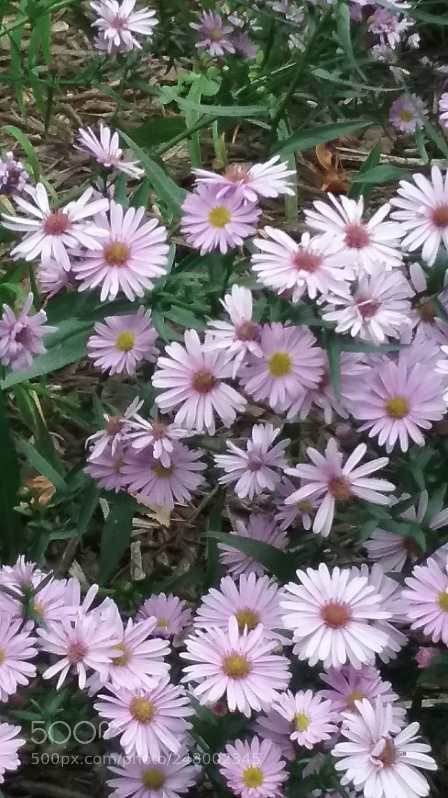 Samsung Galaxy J3(2016) sample photo. Untitled photography