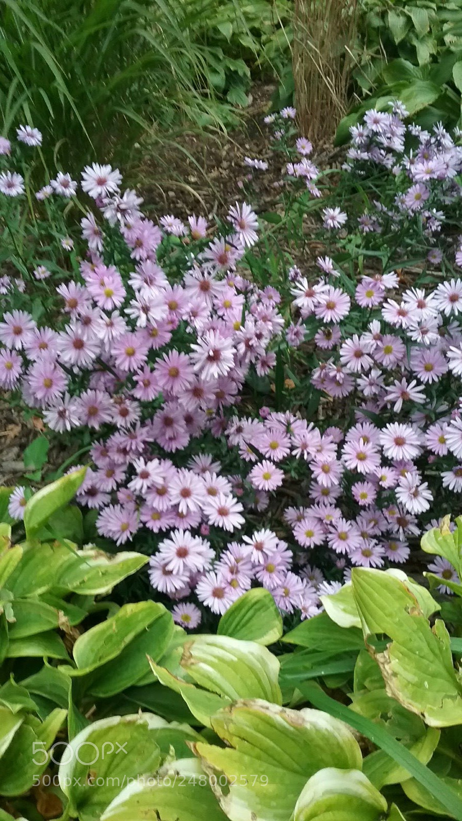 Samsung Galaxy J3(2016) sample photo. Untitled photography