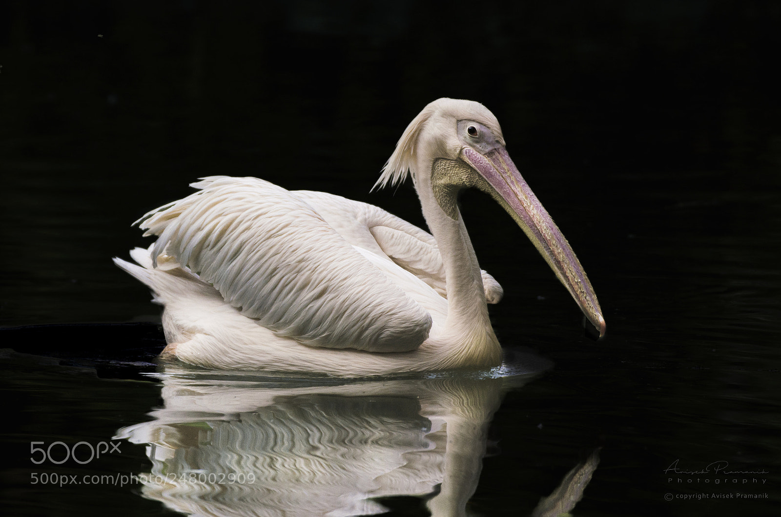 Nikon D5100 sample photo. Spot-billed pelican photography
