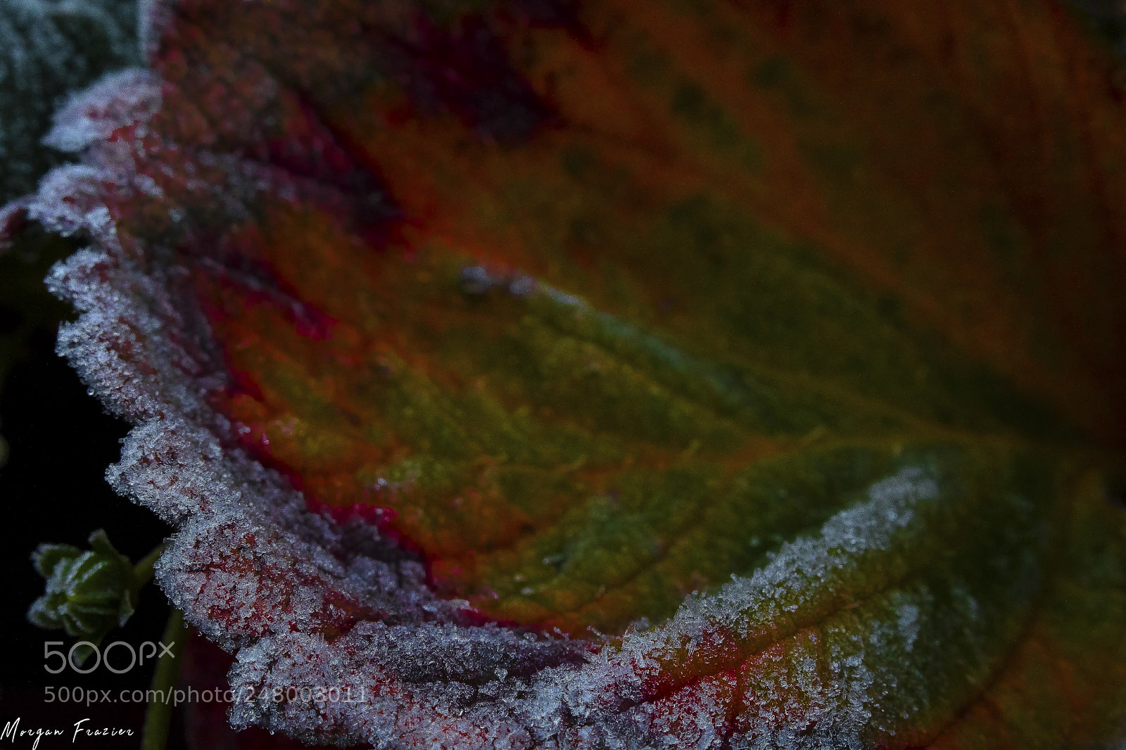 Canon EOS 750D (EOS Rebel T6i / EOS Kiss X8i) sample photo. Frosted photography
