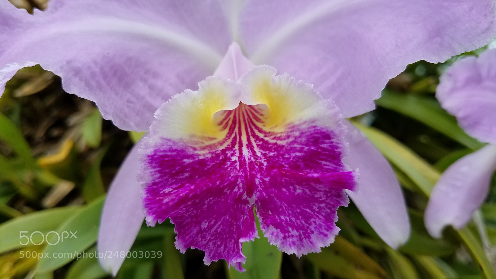 Samsung Galaxy S7 sample photo. Heart photography