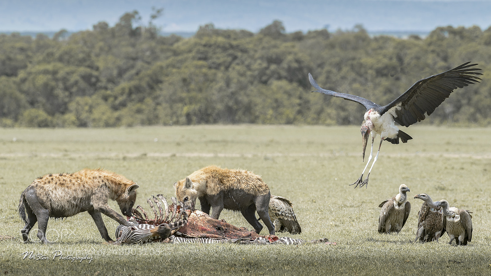 Nikon D5 sample photo. Scavengers photography