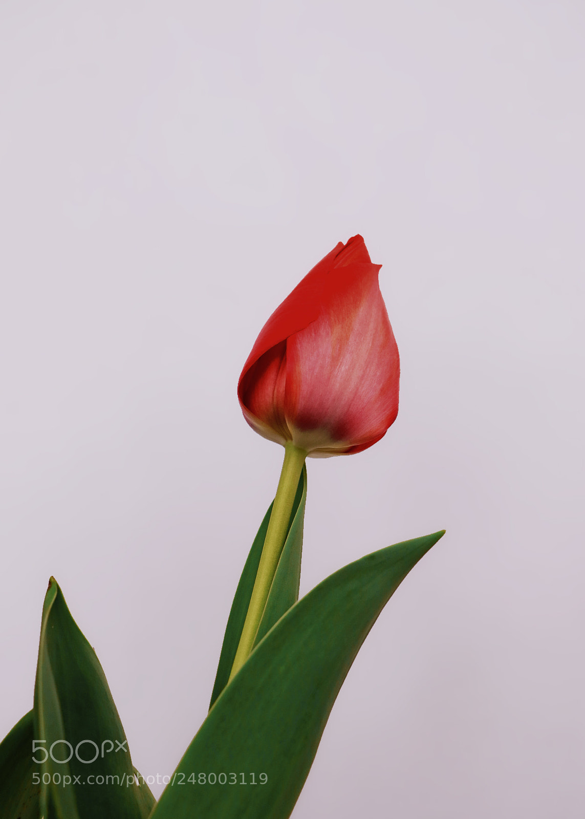 Canon EOS 7D Mark II sample photo. My flowers photography