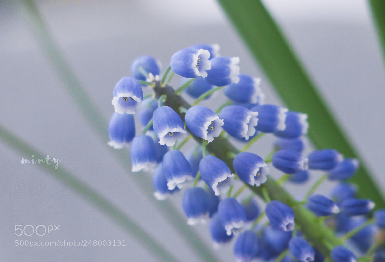 Canon EOS 7D Mark II sample photo. My flowers photography