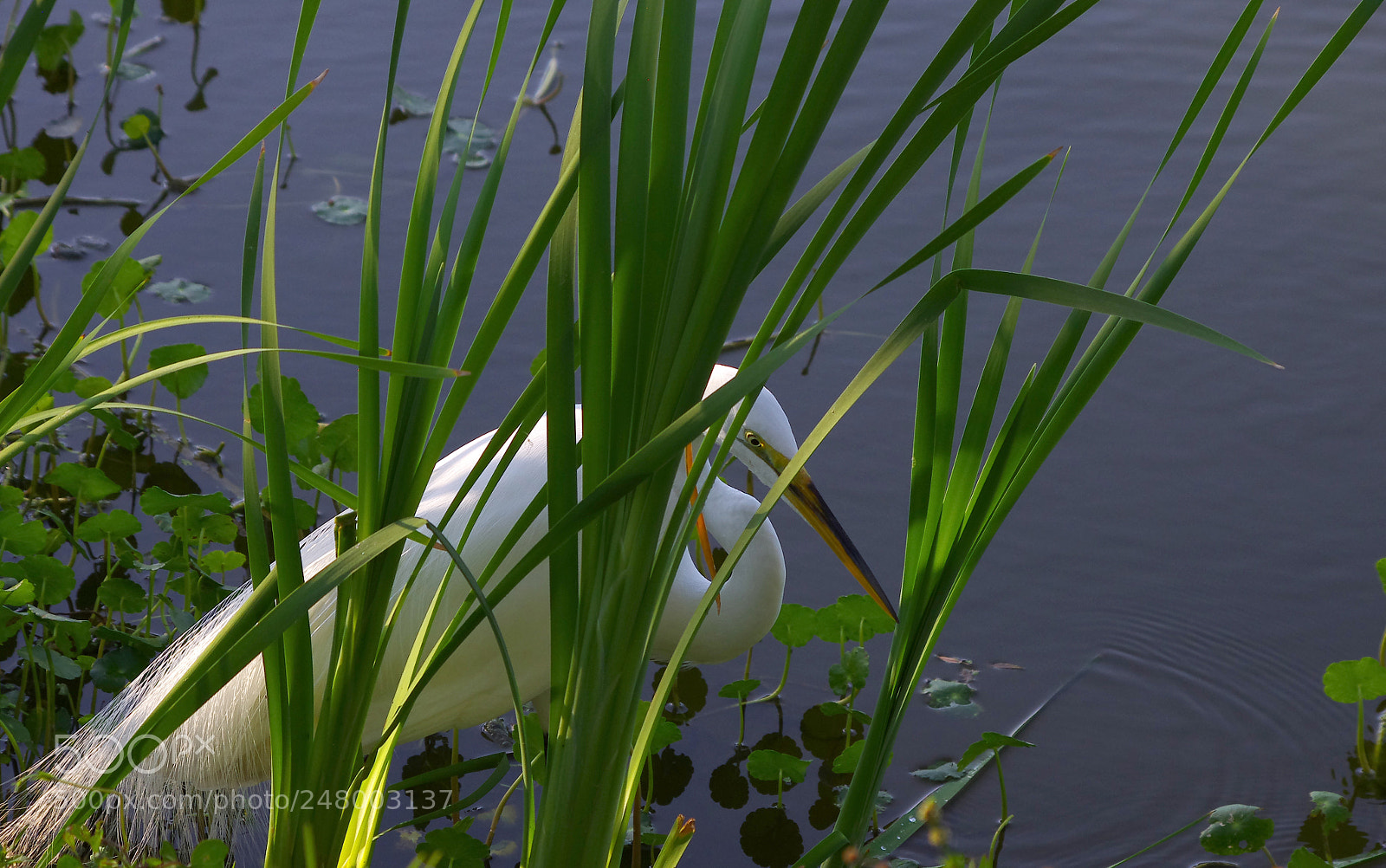 Pentax K-5 sample photo. Fitting in photography