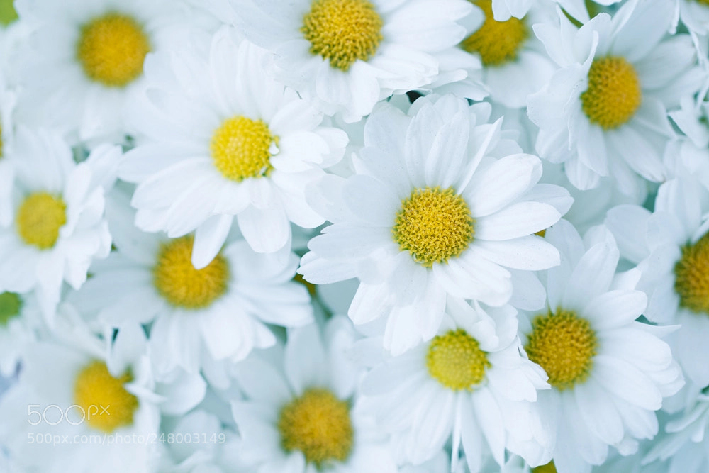 Canon EOS 70D sample photo. White daisies photography