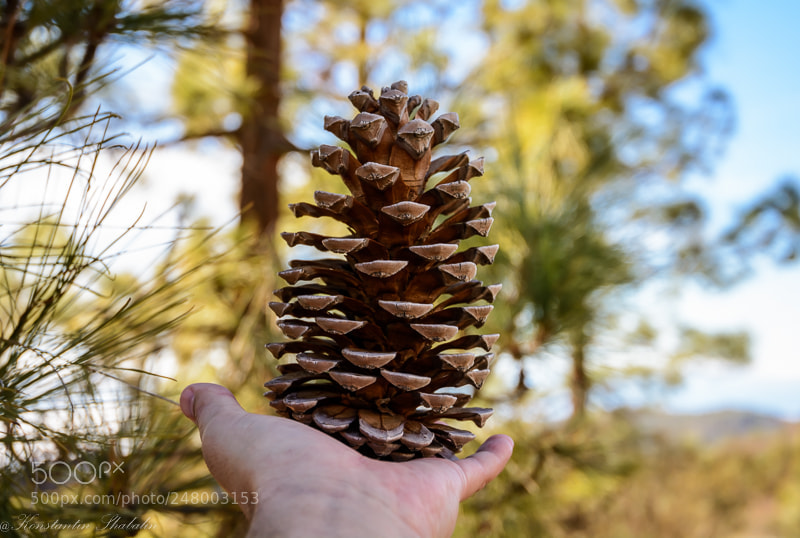 Nikon D7100 sample photo. Man holding dry pine photography
