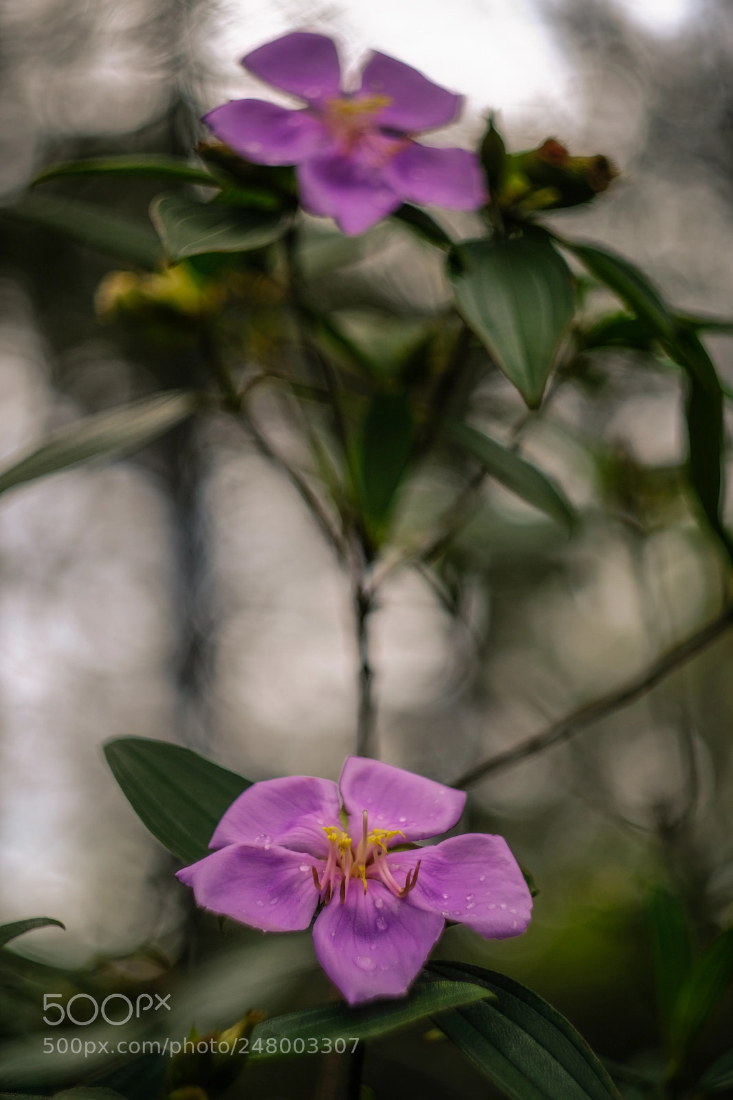Fujifilm X-E3 sample photo. Flower ii photography